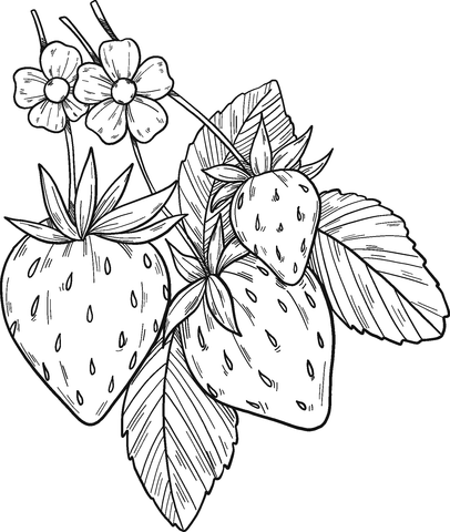 Strawberry Plant Coloring Page